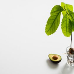 Come piantare l’avocado in vaso per casa